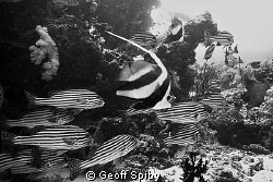 reefscene in black and white by Geoff Spiby 